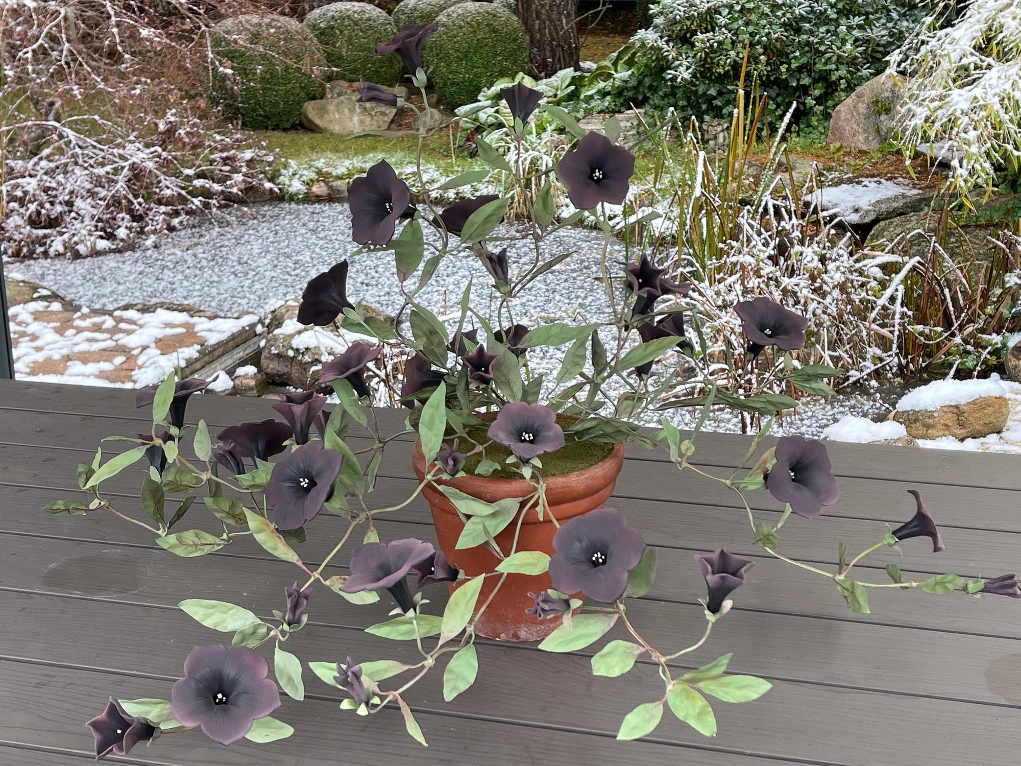Schwarzporzellan-Petunie — botanische Skulptur aus Porzellan und handbemaltem Kupfer von Faja Schroeder